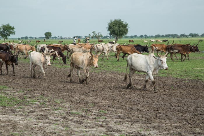 A herd of cattle walk across a plain