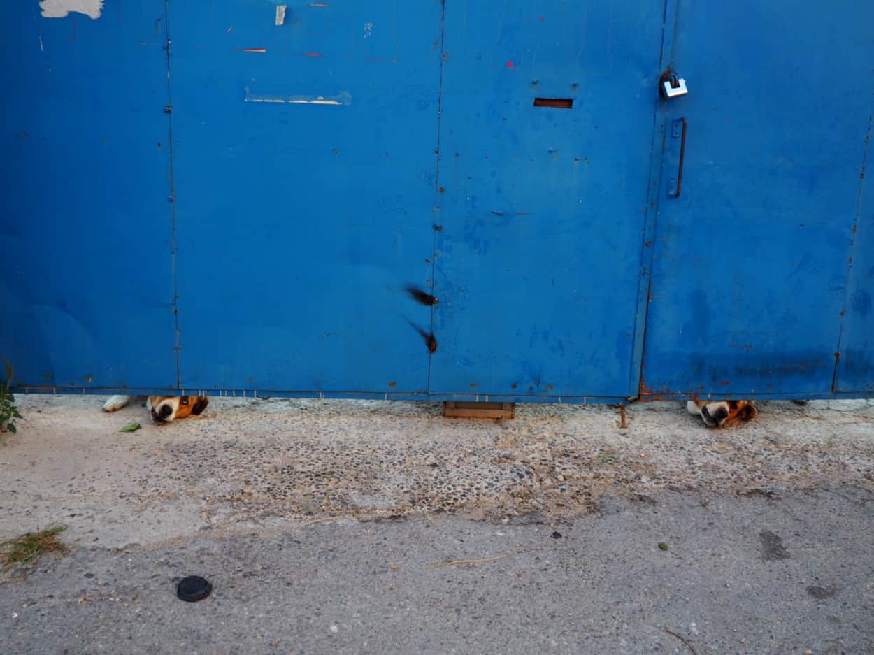 Two dogs look under blue fence