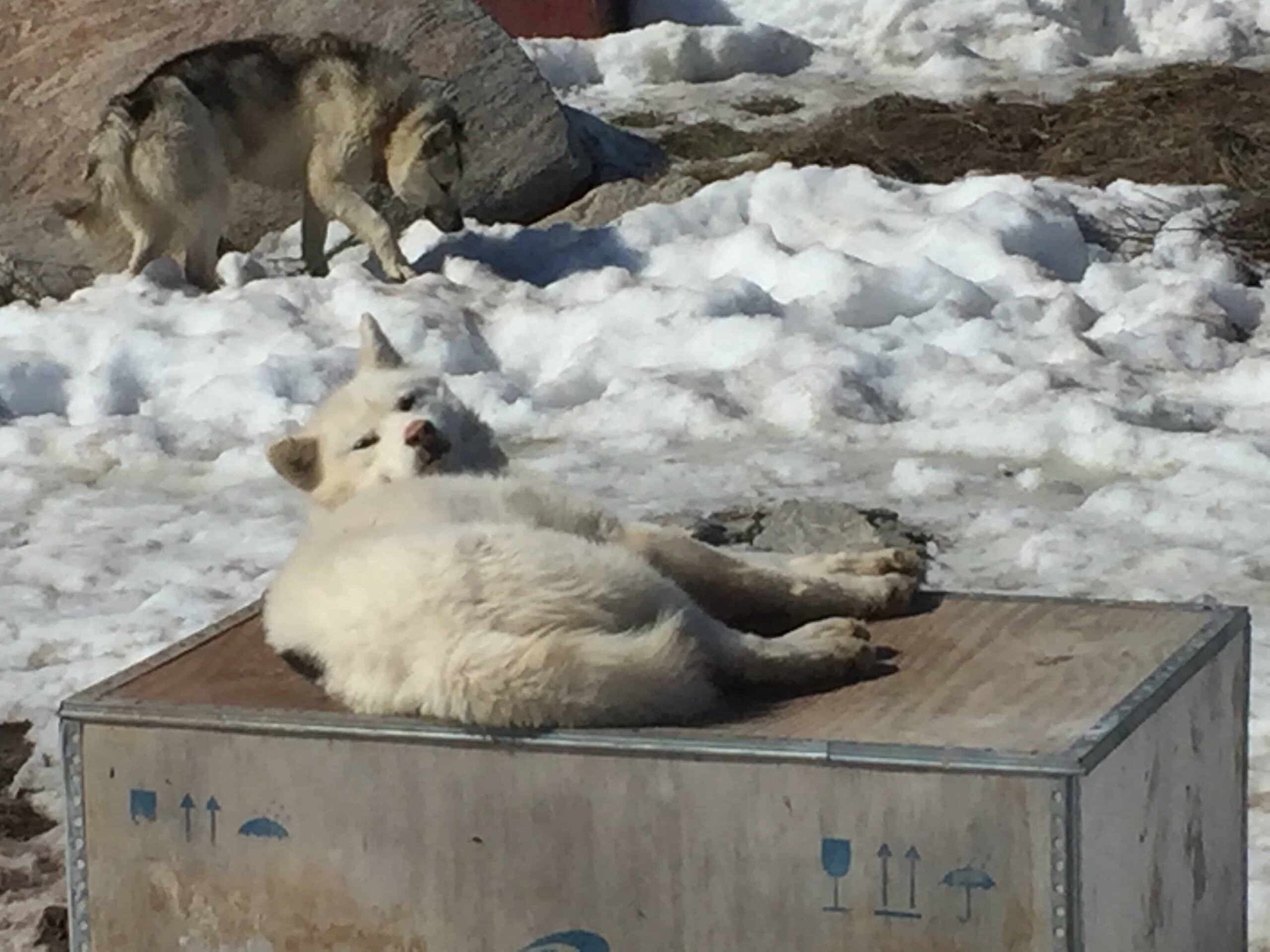 A huskie dog lies down on a wooden box