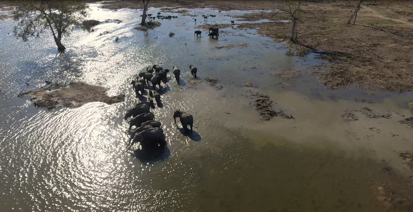 A herd of elephants drink from a pond
