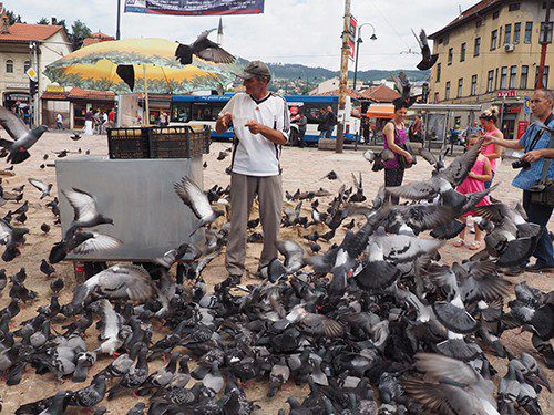 man and pigeons