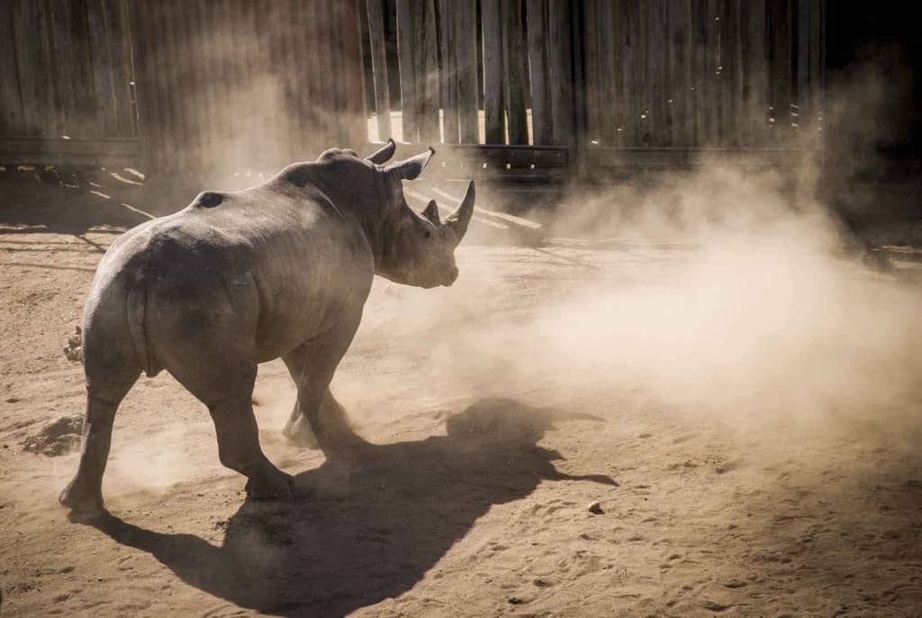 A rhino by a fence