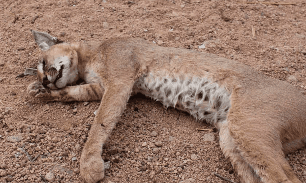 A large cat (lynx) lies on its side in the sand.