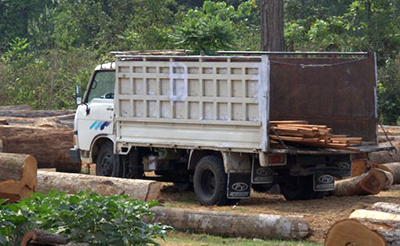 A truck sits among felled trees - there are logs in the back of the truck