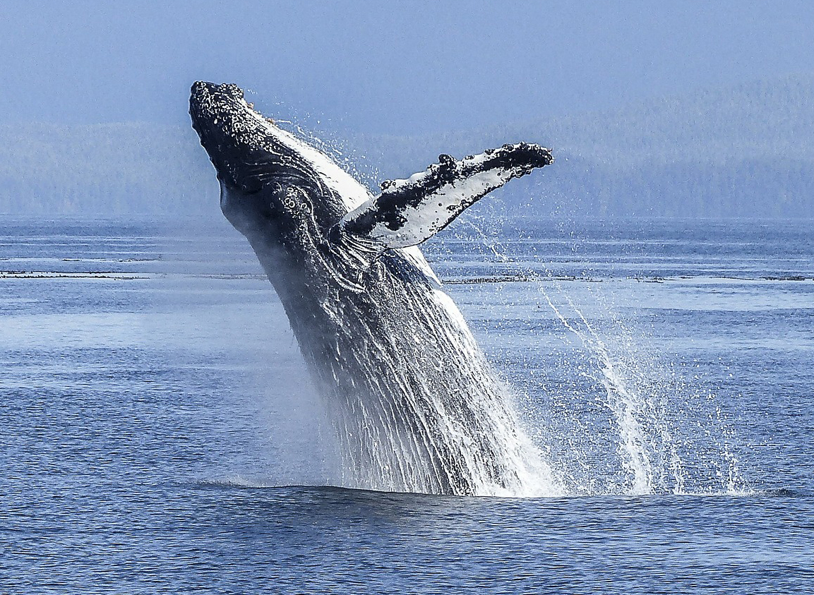 A humpback whale jumps out of the water