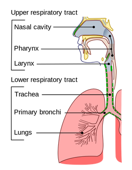 A graphic showing the upper respiratory tract: nasal cavity, pharynx, and larynx; and the lower respiratory tract: Trachea, primary bronchi and lungs