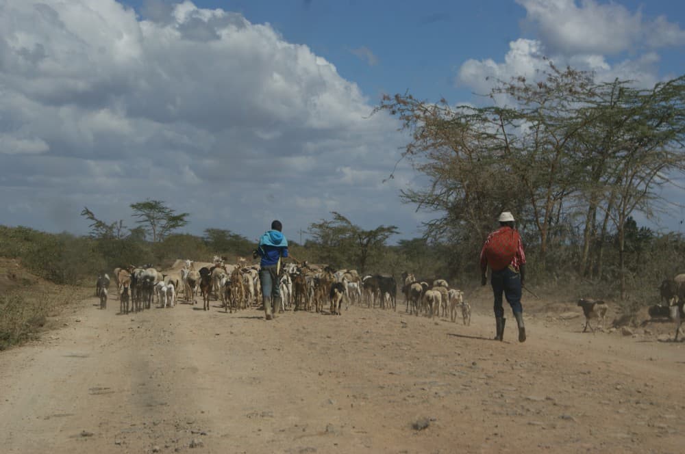 Two men walk down a dirt road with a herd of goats.