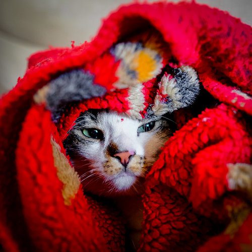 Cat under a blanket.