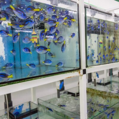 Aquariums filled with fish