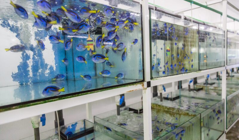 Aquariums filled with fish