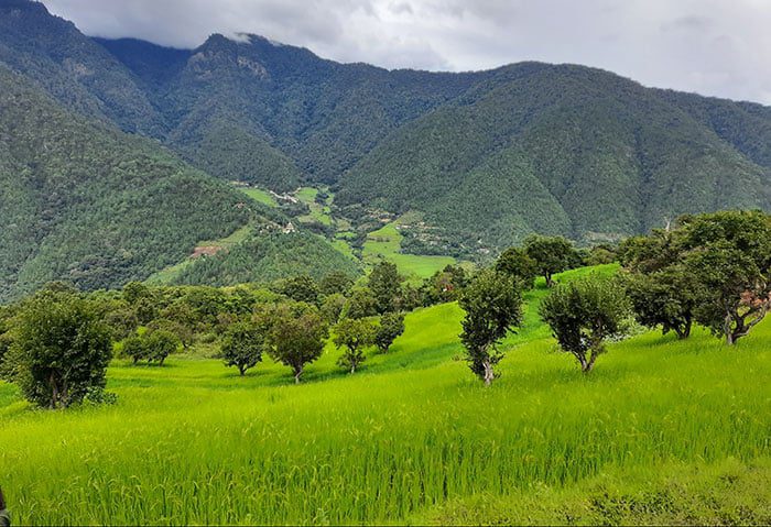 Trees on a grassy hill with mountains in the background.