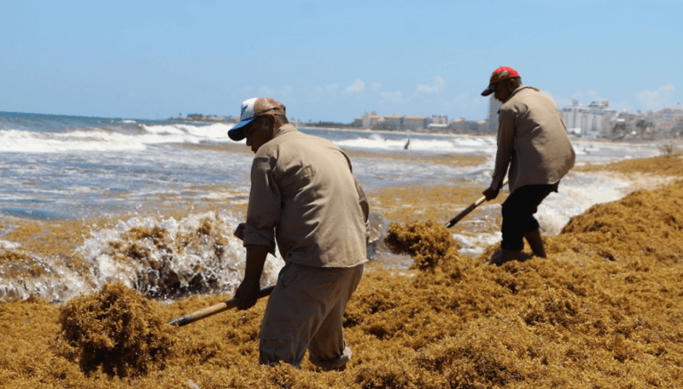 Two men clear vegetation from a beach using pitchforks