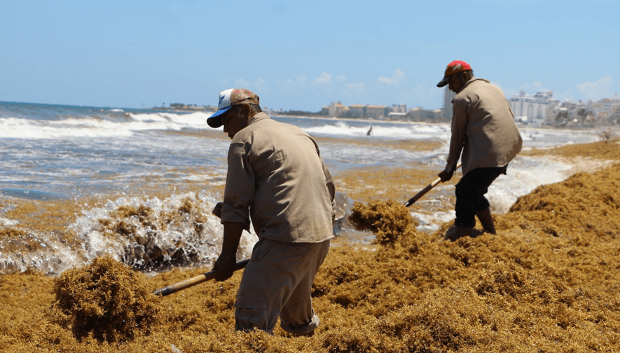 Two men clear vegetation from a beach using pitchforks