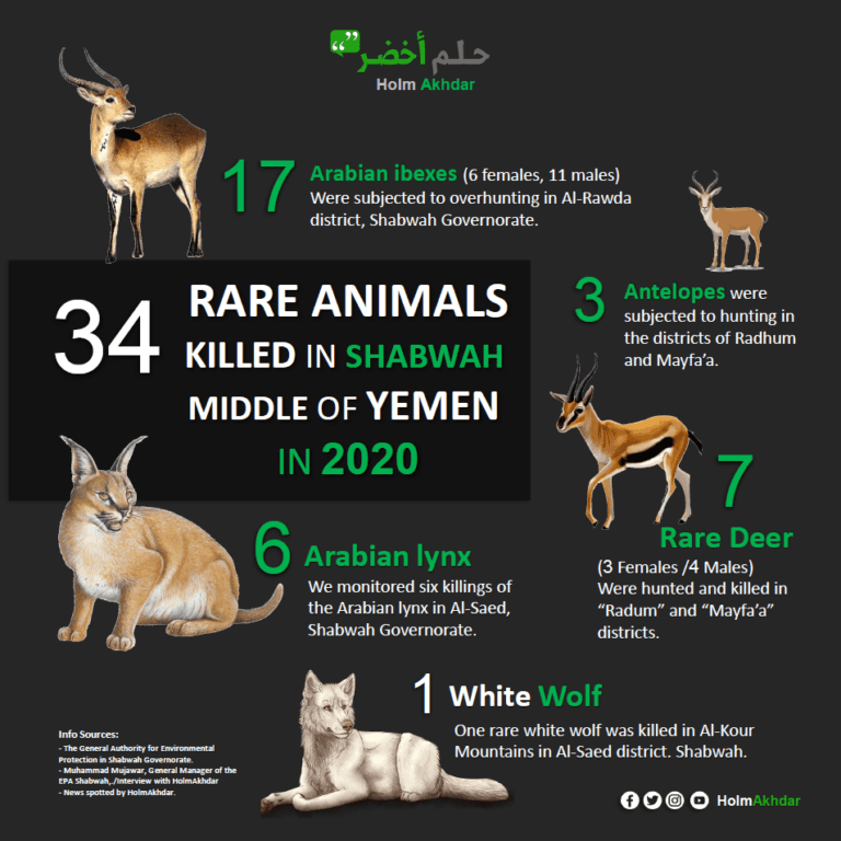 Yemeni Grantee Shines Spotlight on the Environmental Impacts of War