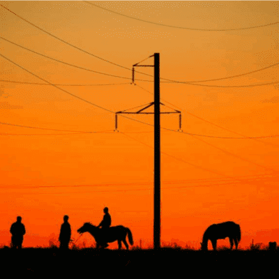 Horses graze under power lines.