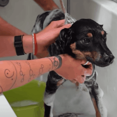 Four hands wash a dog in a large sink.