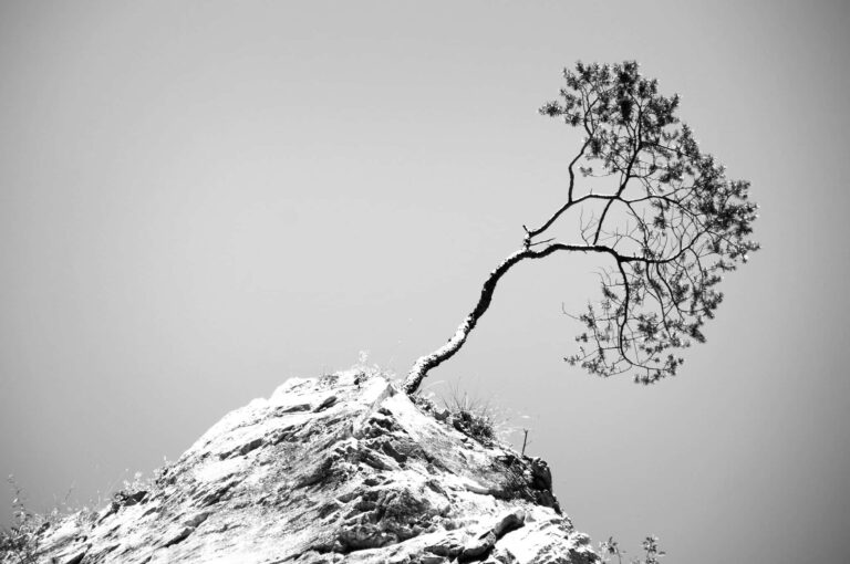 Tree growing out of a rock.